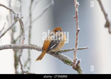 Vagrant Erstwintermännchen Baltimore Oriole (Ikterus galbula) in den Niederlanden. Überwinterung in Alkmaar. Zweiter niederländischer Rekord. Stockfoto