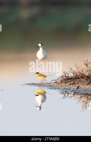 Schwarzköpfiger Wagtail, Motacilla feldegg, während der Frühjahrswanderung auf Lesbos, Griechenland. Stockfoto