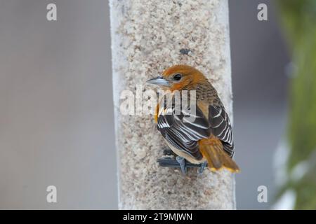 Vagrant Erstwintermännchen Baltimore Oriole (Ikterus galbula) in den Niederlanden. Überwinterung in Alkmaar. Zweiter niederländischer Rekord. Stockfoto