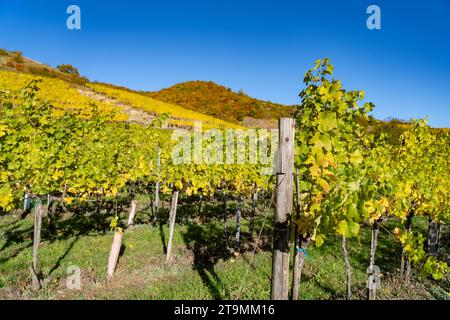 Weingärten in Wachau im Herbst Stockfoto