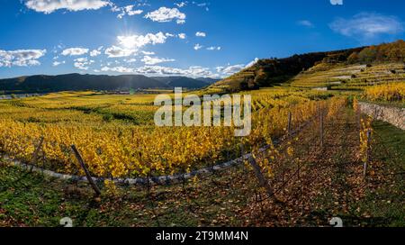 Weingärten in Wachau im Herbst Stockfoto