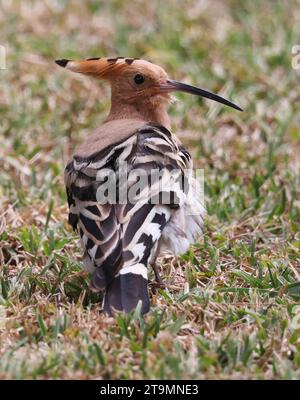 Ein Wiedehopf (Upupa epops) in einem lokalen Park auf Mallorca Stockfoto