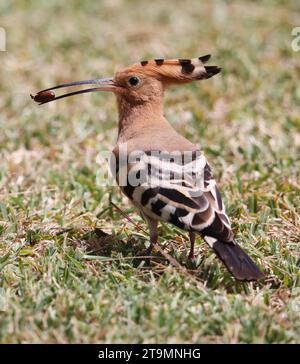 Ein Wiedehopf (Upupa epops) in einem lokalen Park auf Mallorca Stockfoto