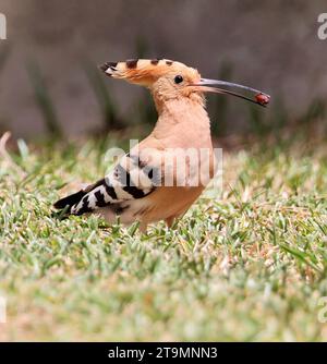 Ein Wiedehopf (Upupa epops) in einem lokalen Park auf Mallorca Stockfoto