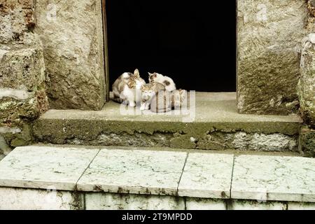 Mutterkatze kümmert sich um ihre eigenen Kätzchen im Kloster Raca, Serbien Stockfoto