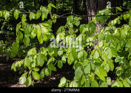 Die frischen Frühlingsgrünen Blätter einer Buche (Fagus Sylvatica) Stockfoto
