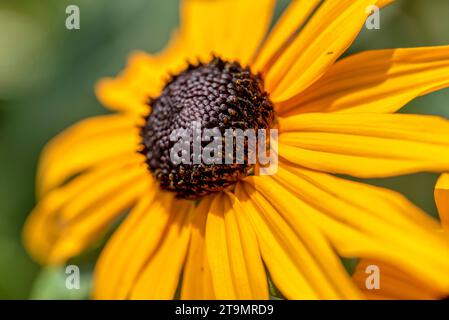 Rudbeckia Pflanzen, die Asteraceae gelb und braun Blüten. Wie viele Pflanzen haben sie mehrere gebräuchliche Namen, darunter: Schwarzäugige Susan, Glorio Stockfoto