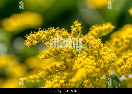 Solidago canadensis blüht im August. Solidago canadensis, auch bekannt als Canada goldenrod oder Canadian goldenrod, ist eine krautige Staudenpflanze der fa Stockfoto