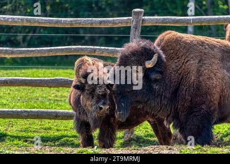 Europäisches Bison (Bison bonasu) männliches weibliches Paar auf einer grünen Wiese in Österreich Stockfoto