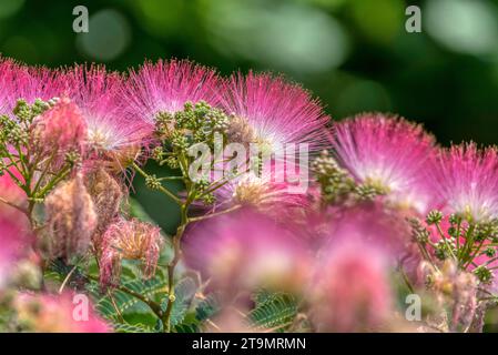 Rosa flauschige Blüten des persischen Seidenbaums (Albizia julibrissin). Japanische Akazie oder rosa Seidenbaum aus der Familie der Fabaceae. Natürlicher Hintergrund und t Stockfoto