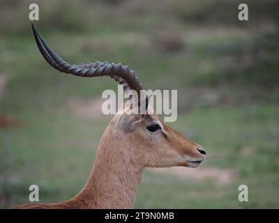 Einzelnes männliches Impala-Porträt (aepyceros melampus) im Kruger-Nationalpark bei Skukuza, Südafrika. Stockfoto