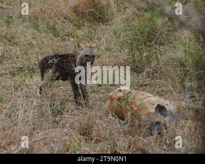 Junge gefleckte Hyänenjungen (crocuta crocuta) haben eine sehr dunkle Farbe, ihr Fell ändert sich, wenn sie älter sind. Kruger-Nationalpark, Südafrika Stockfoto