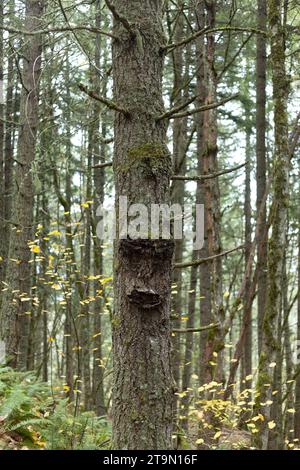 Ein Baum mit Unebenheiten am Stamm, die das Aussehen eines Gesichts verleihen. Stockfoto