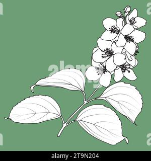 Blühende Philadelphus Virginal oder Jasminzweig, botanische schwarz-weiße Vektor-Illustration. Jasmin Blumen und Blätter Umrisse und Silhouette. Stock Vektor