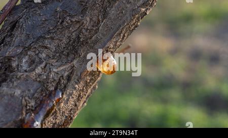 Dicker saft auf dem Stamm eines Aprikosenbaums،، Purpurzweige und Sonnenlicht Stockfoto