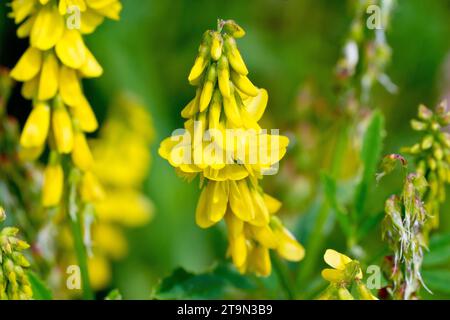 Gemeiner Melilot (melilotus officinalis), auch bekannt als Ribbed Melilot, aus nächster Nähe mit einem blühenden Dorn aus kleinen gelben Blüten. Stockfoto