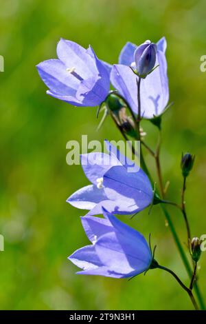 Harebell oder Scottish Bluebell (campanula rotundifolia), Nahaufnahme einer Gruppe der bekannten blauen Blumen, isoliert und von der Sommersonne hinterleuchtet. Stockfoto