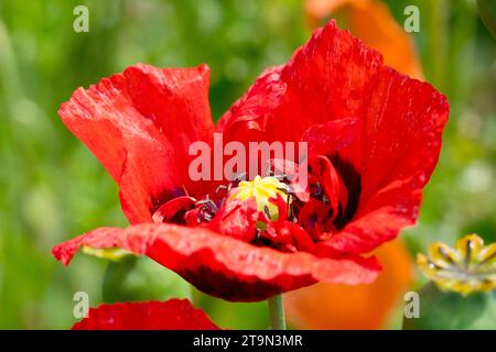 Opiummohn (Papaver somniferum), auch bekannt als Breadseed Poppy, Nahaufnahme einer einzigen hellroten Sorte oder Sorte der gebräuchlichen Pflanze. Stockfoto