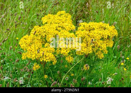 Ragkraut (senecio jacobaea), Nahaufnahme eines großen Exemplars der Pflanze in voller Blüte, das zwischen den langen Gräsern eines Feldes wächst. Stockfoto