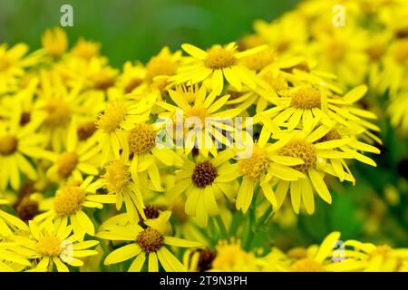 Ragkraut (senecio jacobaea), Nahaufnahme, die die Masse der gelben Blüten zeigt, die die gewöhnliche Grünlandpflanze im Sommer produziert. Stockfoto