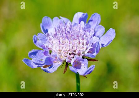 Kleine Scabius (scabiosa columbaria), Nahaufnahme mit einer einzelnen isolierten lilafarbenen Blume dieser kleinen Grünlandpflanze. Stockfoto