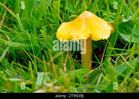 Waxcap, möglicherweise Honey Waxcap (Hygrocybe reidii) oder Schwärzkappe (Hygrocybe conica), Nahaufnahme eines einzelnen Fruchtkörpers des Pilzes. Stockfoto