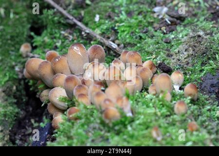 Ein kleiner Pilzklumpen auf einem verrotteten Stamm Stockfoto