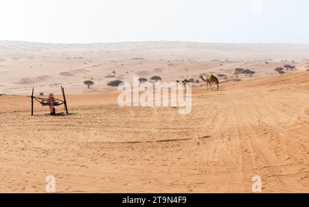 Wüstenlandschaft mit nahöstlichen Kamelen, Wahiba Sands Wüste im Oman. Stockfoto