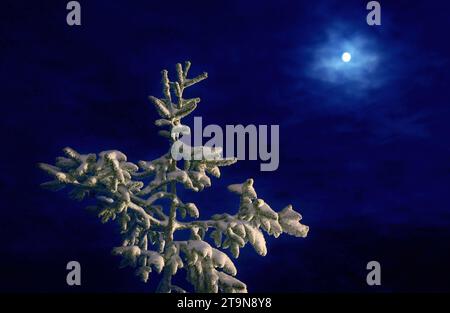 26. November 2023, Bayern, Stötten: Hinter einer schneebedeckten Nadelbaumkugel steht der wachsende Mond auf dem 1055 Meter hohen Auerberg. Foto: Karl-Josef Hildenbrand/dpa Stockfoto