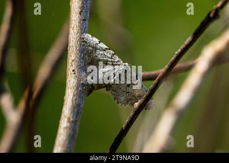 Aethalura punctulata Familie Geometridae Gattung Aethalura graue Birkenmotte wilde Natur Insektentapete, Bild, Fotografie Stockfoto