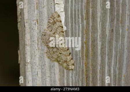 Aethalura punctulata Familie Geometridae Gattung Aethalura graue Birkenmotte wilde Natur Insektentapete, Bild, Fotografie Stockfoto