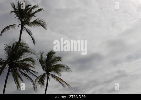 Baumkronen von Palmen, deren Blätter sich an einem bewölkten Tag mit dunklen und schweren Wolken vom Wind bewegen. In Morro de São Paulo, Cairu, Bahia, Brasilien. Stockfoto