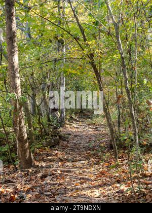 Bewaldeter Fußweg, der im Frühherbst mit gefallenen Blättern übersät ist. Fotografiert in der Chattahoochee River National Recreation Area in Georgia. Stockfoto
