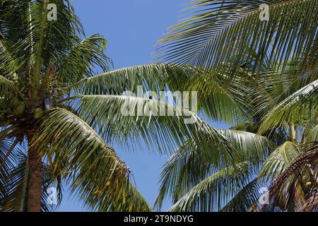 Baumkronen von Kokospalmen, die Kokosnuss produzieren, und im Hintergrund klarer blauer Himmel an sonnigen Tagen. In Vila Morro de São Paulo, Cairu, Bahia, Brasilien. Stockfoto