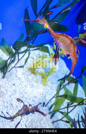 Wasserhahn im Aquarium in Barcelona Spanien Stockfoto