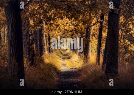 Schmaler Weg zwischen großen Bäumen. Pfad bedeckt mit vorstehenden Wurzeln. Bild einer Baumallee mit langem Fußweg. Bild des naruralen Baumtunnels. Stockfoto