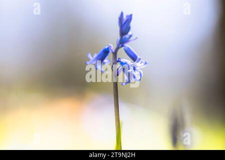 Unscharfer Hintergrund. Blauglocken Nahaufnahme, selektiver Fokus mit verschwommenem Hintergrund. Selektiver Fokus von spanischem Bluebell, Hyacinthoides hispanica, Endymio Stockfoto