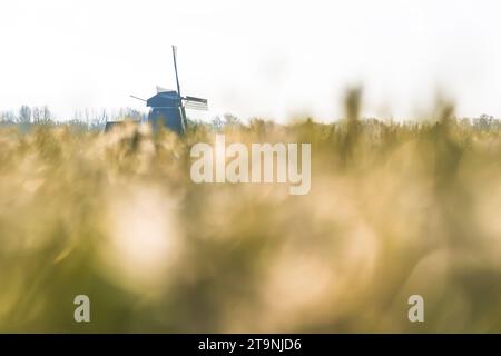 Windmühle mit Narzissen-Feld in den Niederlanden Stockfoto