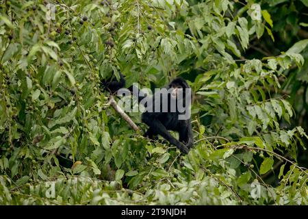 Black Spyder Monkey, Manu NP, Madre de Dios, Peru Stockfoto