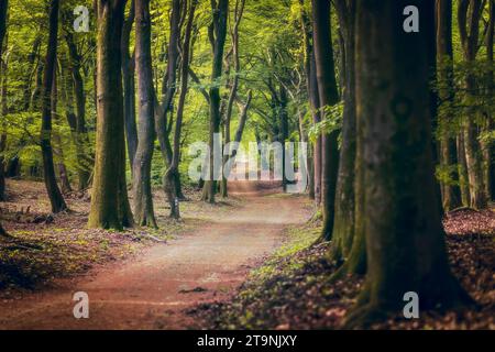 Buchenwald im Frühling mit dunkelgrünem Baldachin Stockfoto
