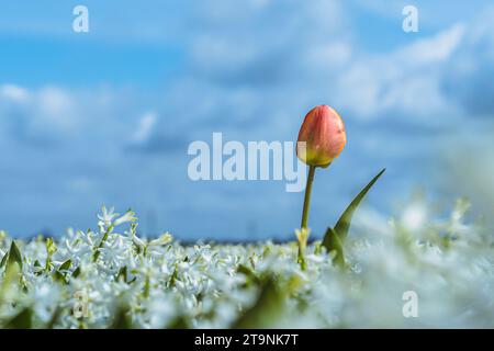 Blumenzwiebeln in der niederländischen Landschaft mit blühenden Frühlingsblumen wie Tulpen, Hyazinthen und Narzissen Stockfoto