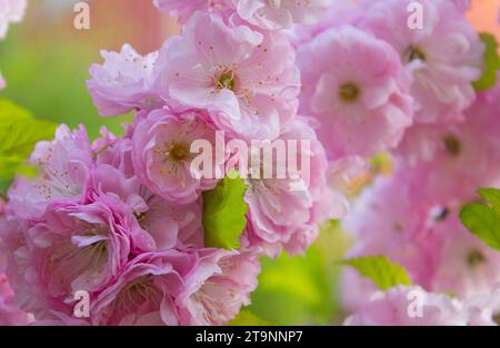 Selektiver Fokus schöner Zweige rosa Kirschblüten. Wunderschöne Sakura Blumen im Frühling im Park, Flora Muster Textur, Natur Stockfoto