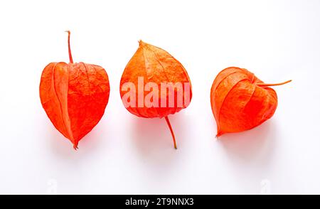 Drei Orangenblüten aus Physalis isoliert auf weißem Hintergrund. Makroaufnahme von cape Gooseberry oder Physalis. Stockfoto