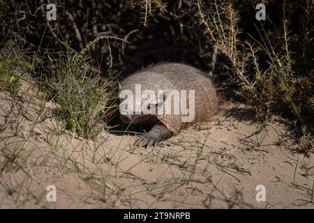 Seltenes Gürteltier auf der Halbinsel Valdés. Niedliches haariges Gürteltier sieht sich in Büschen um. Wildtier in Argentinien. Stockfoto