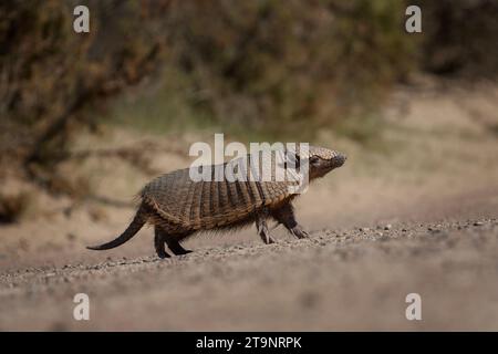 Seltenes Gürteltier auf der Halbinsel Valdés. Niedliches haariges Gürteltier sieht sich in Büschen um. Wildtier in Argentinien. Stockfoto