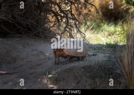 Seltenes Gürteltier auf der Halbinsel Valdés. Niedliches haariges Gürteltier sieht sich in Büschen um. Wildtier in Argentinien. Stockfoto