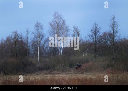 Europäischer Elch im Nationalpark Biebrza. Elche ohne Geweih im Winter in Polen. Polens Landschaft mit dem Elch. Stockfoto