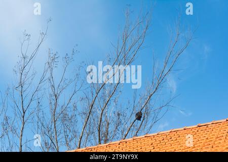 Baum mit trockenen Ästen ohne Blätter gegen blauen Himmel. Stockfoto