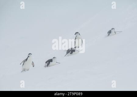 Antarktis, Süd-Shetland-Inseln, Half Moon Bay. Kinnpinguine (Pygoscelis antarktis) rodeln im Schnee. Stockfoto