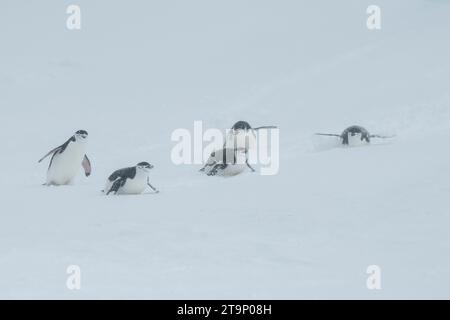 Antarktis, Süd-Shetland-Inseln, Half Moon Bay. Kinnpinguine (Pygoscelis antarktis) rodeln im Schnee. Stockfoto